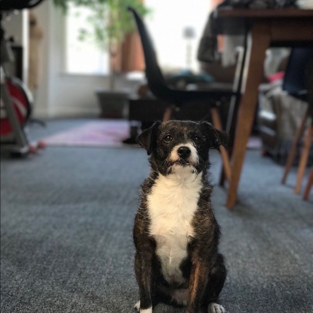 Meet your Posher, Coral